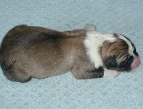 Prvn minuty po narozen. First minutes after the birth.
