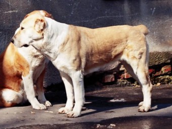 2 roky. 2 years old.