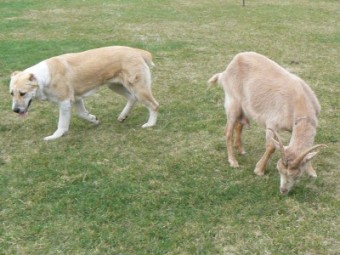 Sladny v barv - Asy a koza Endy. Harmonized in the color - Asy and Endy, the goat.
