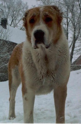 Nanynka - 1,5 roku. Nanynka - 1,5 years old.