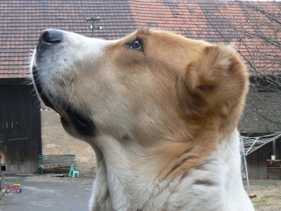 Nany - 4,5 roky. Nany - 4,5 years old.