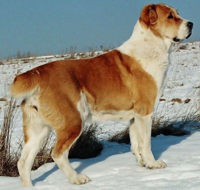 Nany - 4,5 roky. Nany - 4,5 years old.